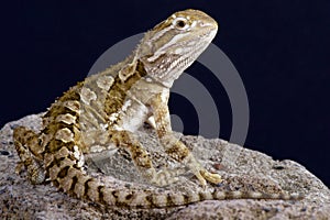 Dwarf bearded dragon / Pogona henrylawsoni