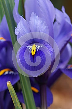Dwarf beardless iris