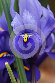 Dwarf beardless iris photo