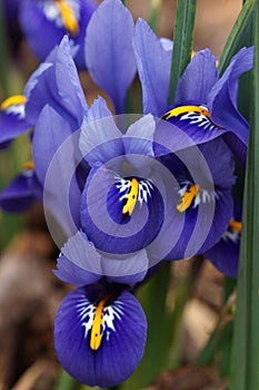 Dwarf beardless iris photo