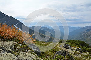 Dwarf birch in autumn, on the slope of the ridge Barguzinsky on