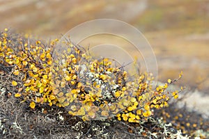 Dwarf birch branches with yellow leaves