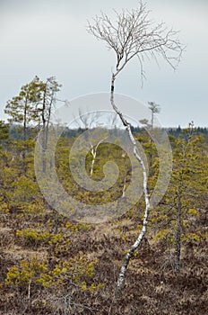 A dwarf birch in the marshland.