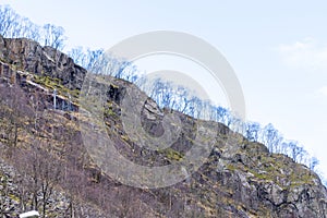 Dwarf birch on the mountain slopes