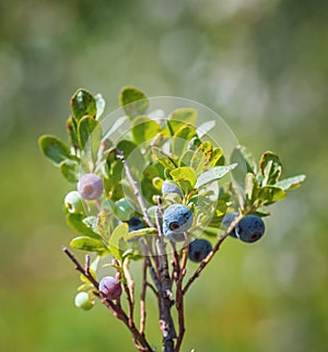 Dwarf Blueberry - Vaccinium caespitosum