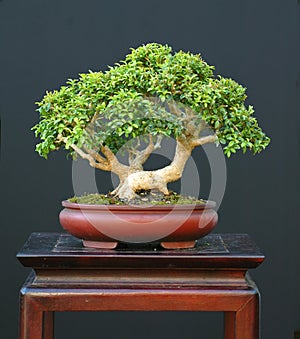 Dwarf boxwood bonsai