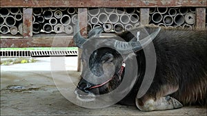 Dwarf Buffalo Chewing the Cud in a Barn