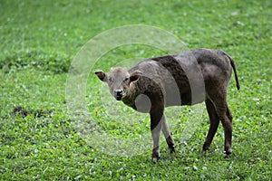 Dwarf buffalo juvenile