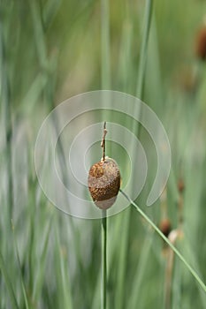 Dwarf bulrush