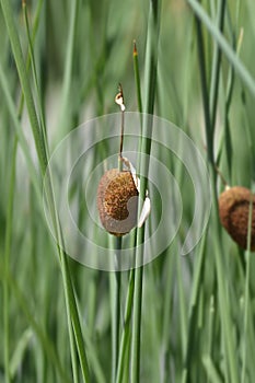 Dwarf bulrush