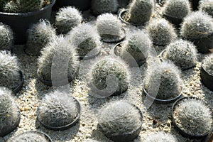 Dwarf cacti planted separately in pots