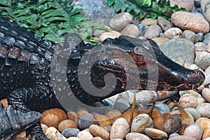 Dwarf Caiman Close Up Detail