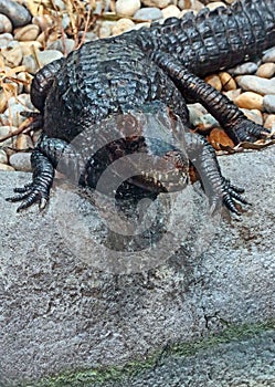 Dwarf Caiman Close Up Detail