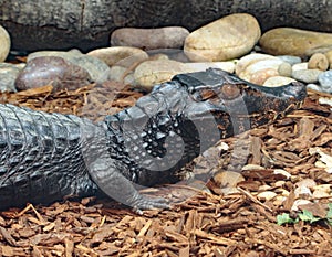 Dwarf Caiman Close Up Detail