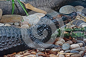 Dwarf Caiman Close Up Detail