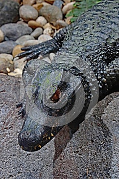 Dwarf Caiman Close Up Detail