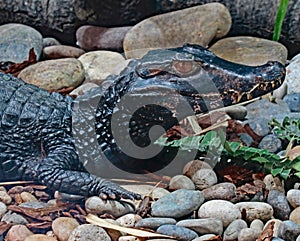 Dwarf Caiman Close Up Detail