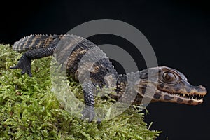 Dwarf Caiman / Paleosuchus palpebrosus