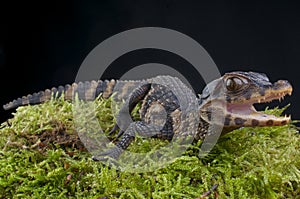 Dwarf Caiman / Paleosuchus palpebrosus