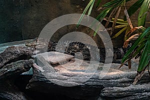 Dwarf caiman side profile while laying down in captivity