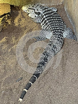 A Dwarf Caiman in Water