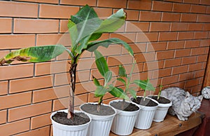 The Dwarf Cavendish Banana growing and propagation: young plants banana pups are repotted to separate pots