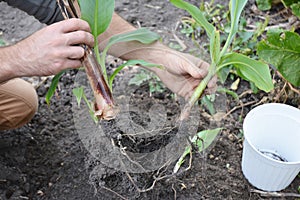 The Dwarf Cavendish Banana propagation: a gardener is detaching banana pups, young plants from the main parent plant