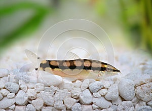 Dwarf Chain Loach Catfish Jaguar Loach Yasuhikotakia sidthimunki