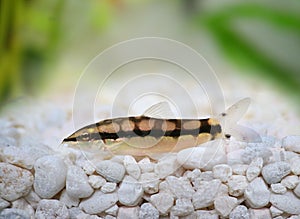 Dwarf Chain Loach Catfish Jaguar Loach Yasuhikotakia sidthimunki