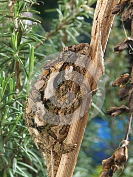 Dwarf Chameleon camouflaged on flower stalk.