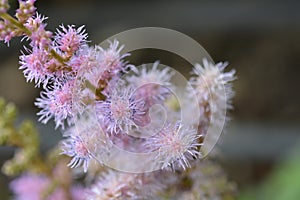 Dwarf Chinese astilbe