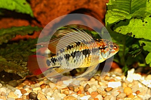 Dwarf cichlid apistogramma macmasteri Aquarium fish fresh water