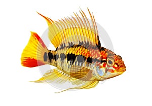 Dwarf cichlid apistogramma macmasteri Aquarium fish fresh water