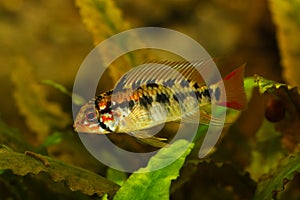 Dwarf cichlid aquarium fish Apistogramma macmasteri