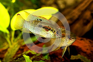 Dwarf Cichlid Flag Acara Aquarium Fish Laetacara curviceps