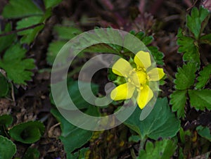 Dwarf Cinquefoil Wildflower - Potentilla robbinsiana