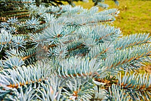 Dwarf Colorado blue spruce - Latin name - Picea pungens Glauca Globosa