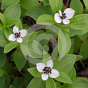 Dwarf cornel, Cornus suecica