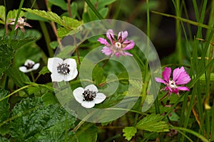 Dwarf cornel Cornus suecica and Arctic Bramble Rubus arcticus flowering in taiga forest