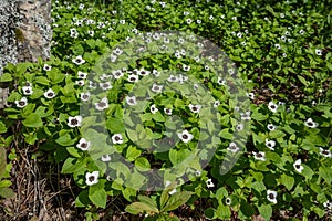 The dwarf cornel (Cornus suecica) blooming