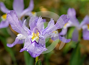 Dwarf crested iris - Iris cristata