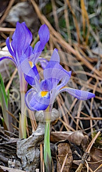 Dwarf Crested Iris - Iris cristata