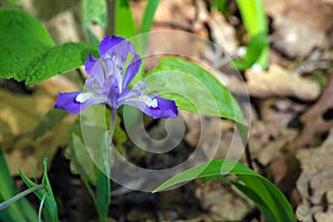 Dwarf Crested Iris - Iris cristata