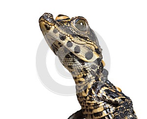 Dwarf crocodile against white background