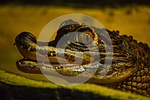 Dwarf crocodile in the glass cage with low light