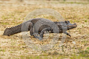 Dwarf crocodile Osteolaemus tetraspis photo