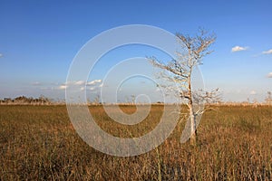 Dwarf Cypress Trees in Everglades National Park.