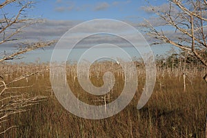 Dwarf Cypress Trees in Everglades National Park.