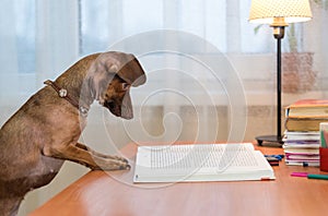 dwarf dachshund reading a book at the table