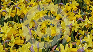 Dwarf daffodils. Yellow flowers for patio  garden  balkon  park  home. Close up